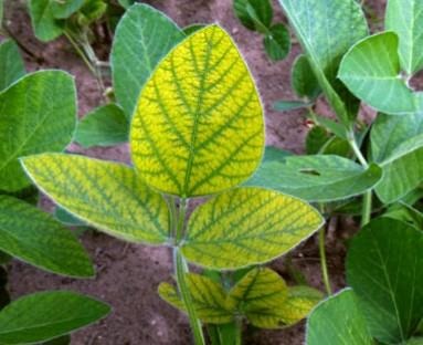 Identifying And Correcting Manganese Deficiency In Soybeans